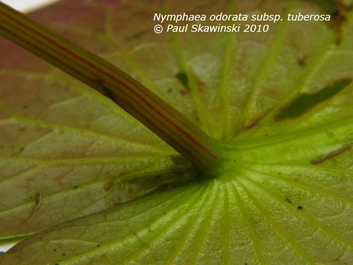 Nymphaea odorata image