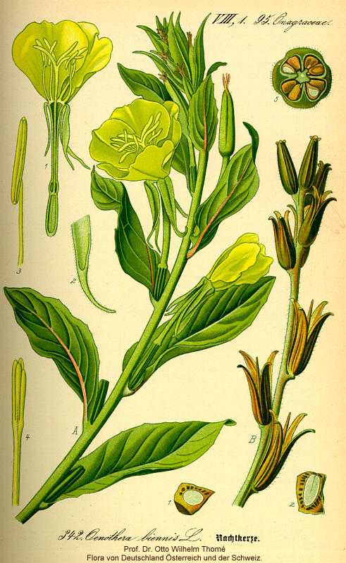 Oenothera biennis image
