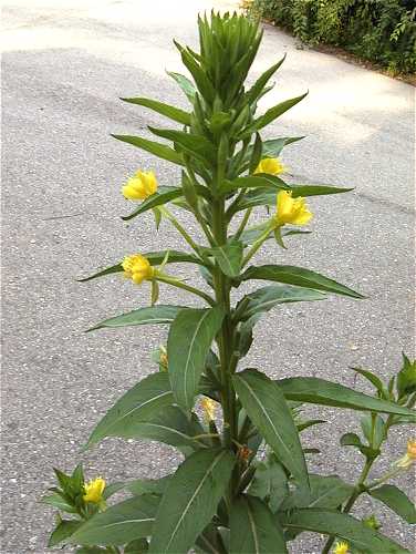 Oenothera biennis image
