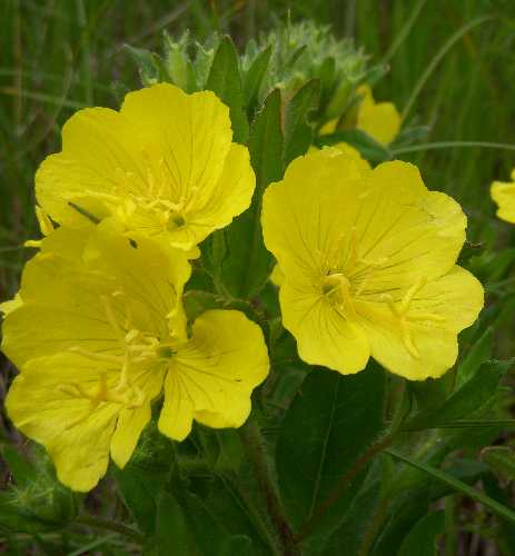 Oenothera image