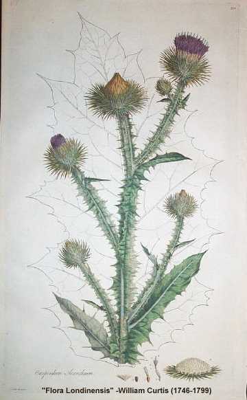Onopordum acanthium image