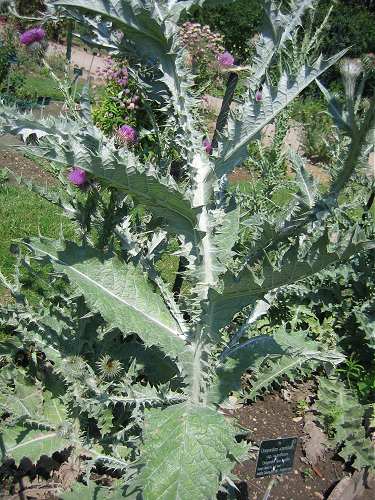 Onopordum acanthium image