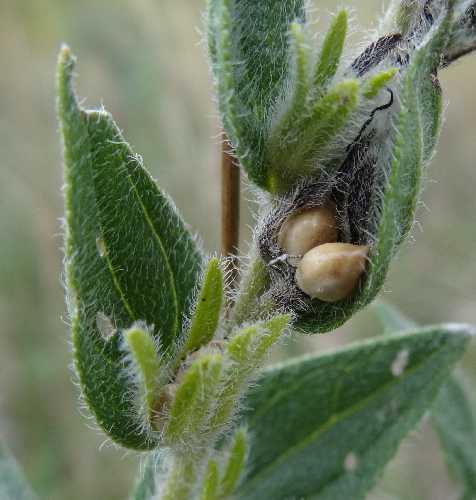 Lithospermum onosmodium image