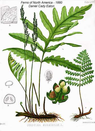 Onoclea sensibilis image
