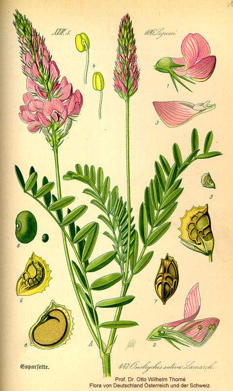 Onobrychis viciifolia image