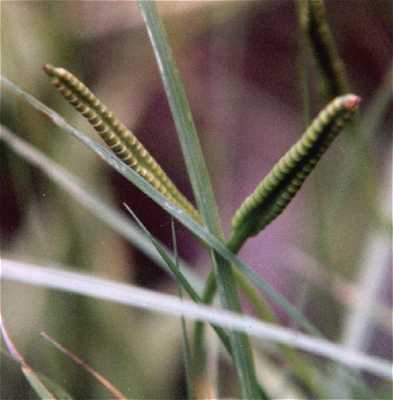 Ophioglossum pusillum image