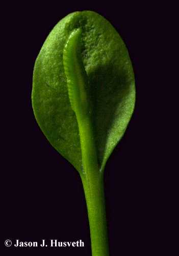 Ophioglossaceae image