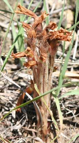 Orobanche fasciculata image