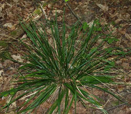 Oryzopsis asperifolia image