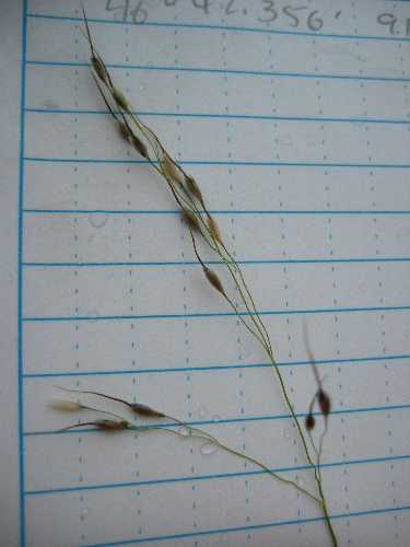 Piptatheropsis canadensis image