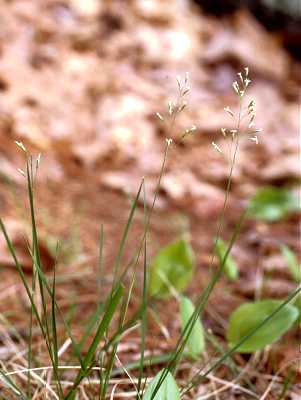 Piptatheropsis image