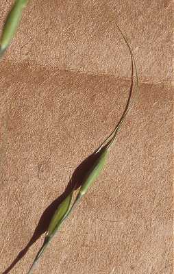 Patis racemosa image