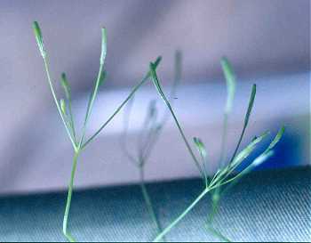 Osmorhiza berteroi image