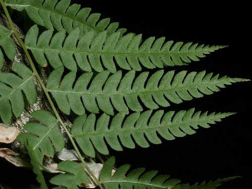 Osmunda cinnamomea image