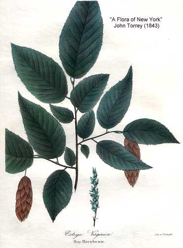 Ostrya virginiana image