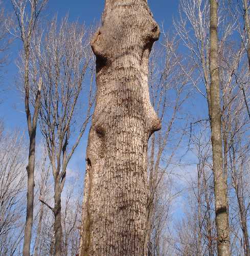 Ostrya virginiana image