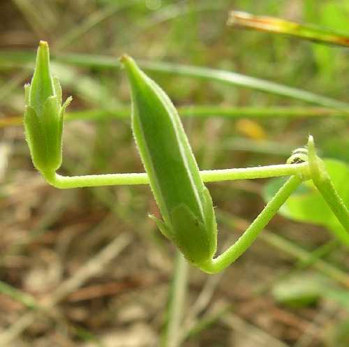 Oxalis corniculata image