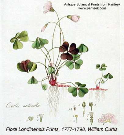 Oxalis acetosella image