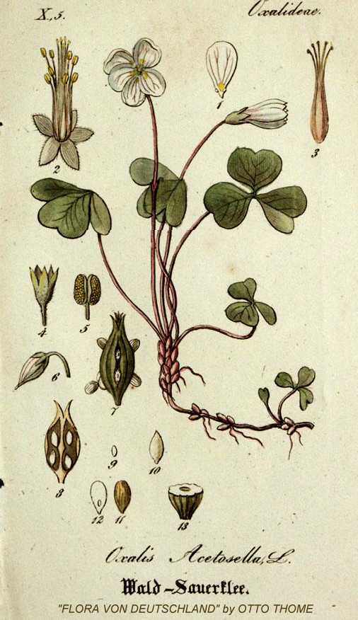 Oxalis acetosella image
