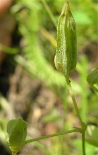 Oxalis dillenii image