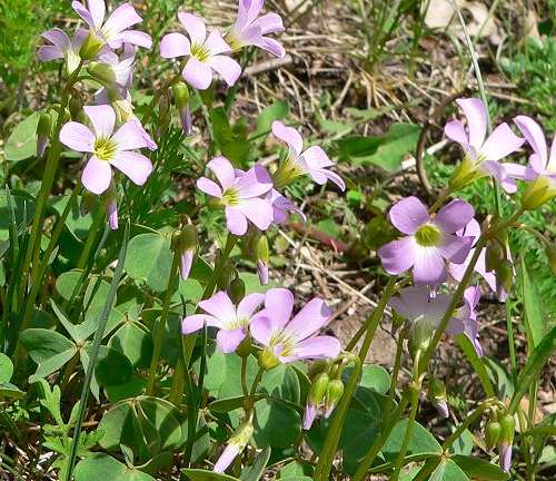 Oxalis violacea image