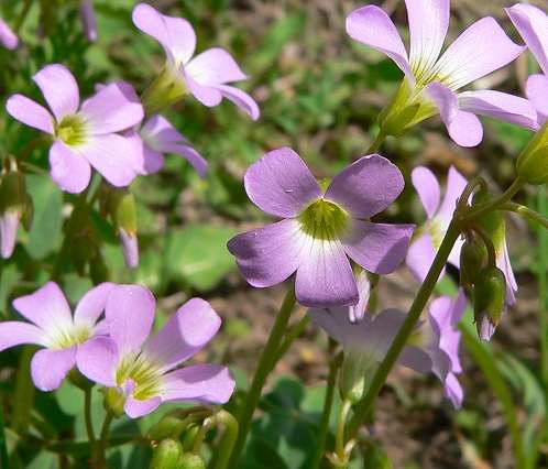 Oxalis violacea image