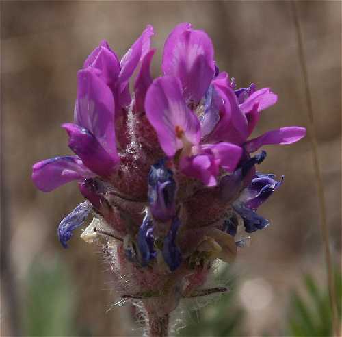 Oxytropis image