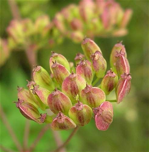Oxypolis rigidior image