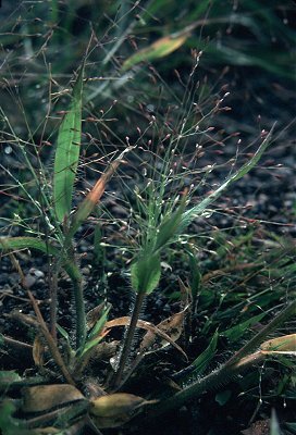 Panicum capillare subsp. capillare image