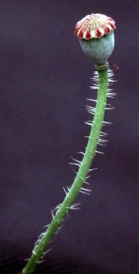 Papaver rhoeas image