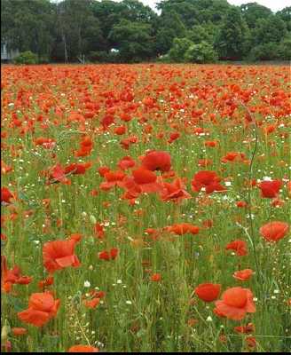 Papaver rhoeas image