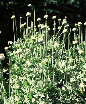 Papaver somniferum subsp. setigerum image