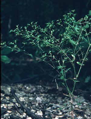 Paronychia canadensis image