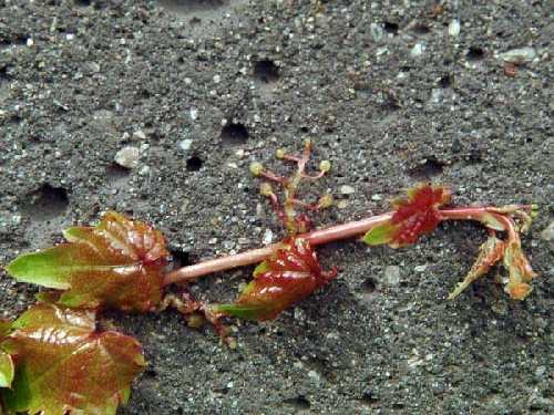 Parthenocissus tricuspidata image