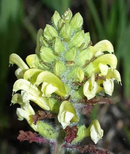 Pedicularis image