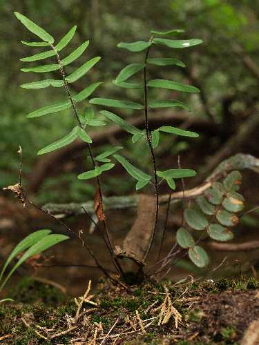 Pellaea atropurpurea image