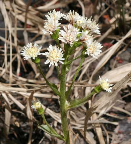 Petasites image