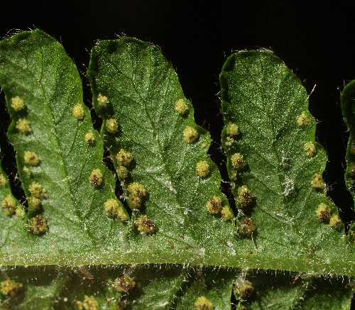 Phegopteris connectilis image