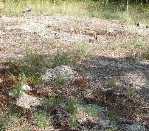 Phemeranthus rugospermus image