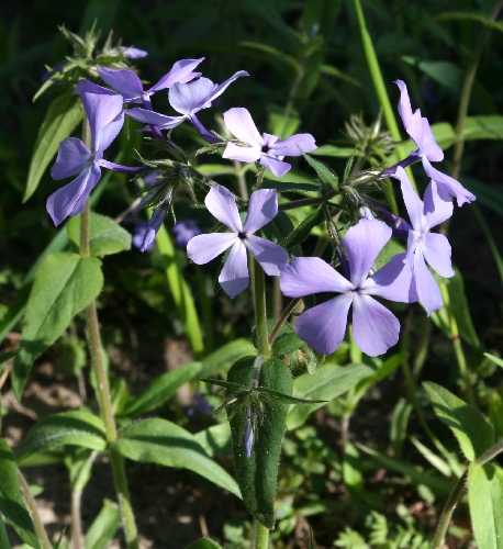 Phlox divaricata image