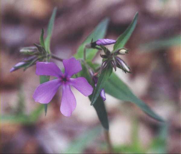 Phlox divaricata image
