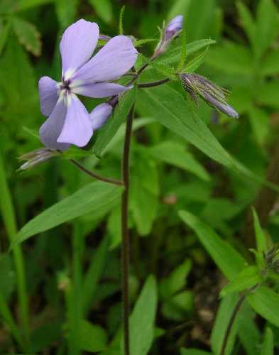 Phlox divaricata image