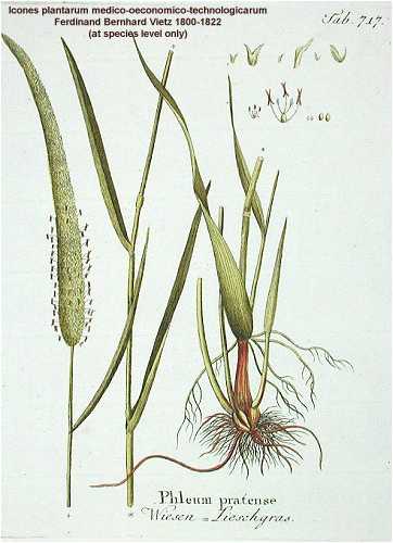 Phleum pratense subsp. pratense image