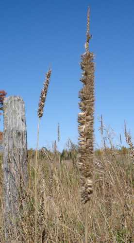 Phleum pratense subsp. pratense image