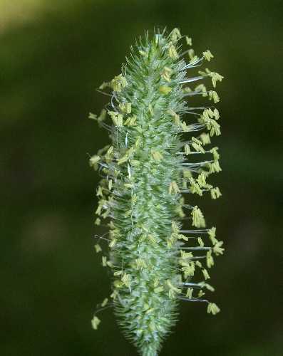 Phleum image