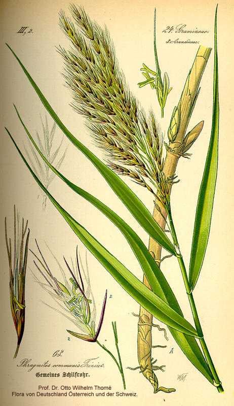 Phragmites australis image