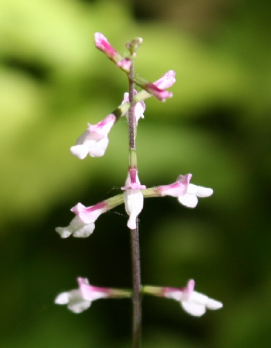 Phryma leptostachya image