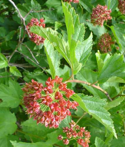 Physocarpus opulifolius image