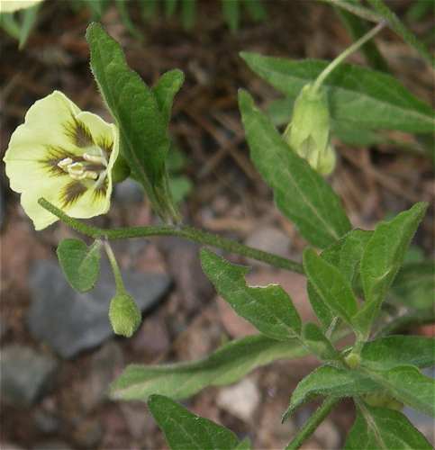 Physalis virginiana var. virginiana image