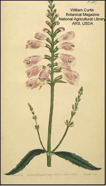 Physostegia virginiana subsp. virginiana image
